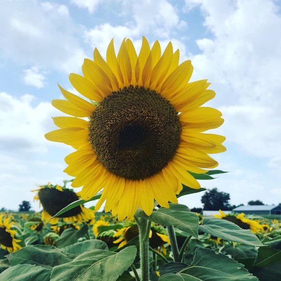 Meet your Posher, Lina - Picture 1 of 1